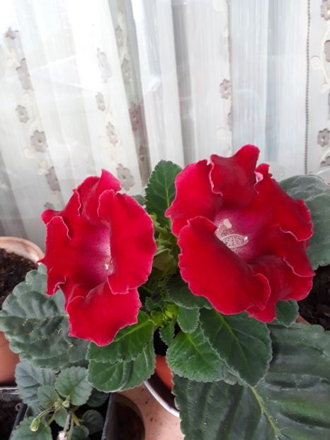  - gloxinii_2019