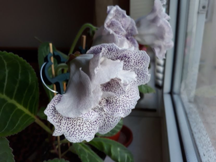  - gloxinii_2019