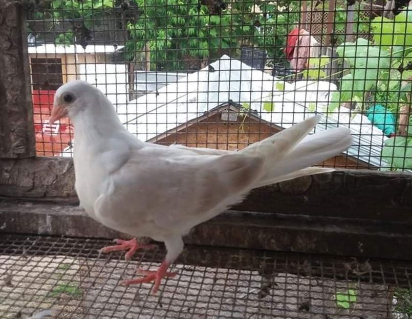  - 4-Jucatori de Galati