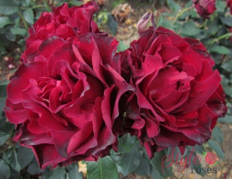 Hommage_a_Barbara - 2 - HOMMAGE A BARBARA