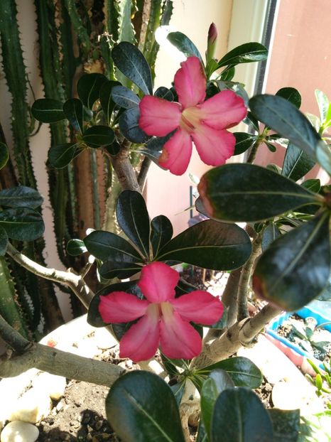  - Adenium Obesum-Desert Rose