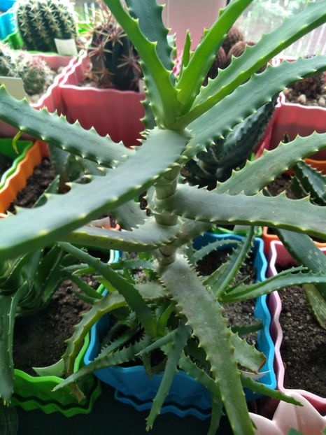 Aloe Arborescens - Aloe