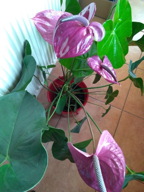  - Anthurium - Floarea Flamingo