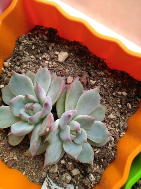  - Echeveria si alte suculente asemanatoare