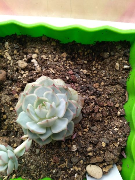  - Echeveria si alte suculente asemanatoare