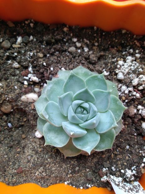  - Echeveria si alte suculente asemanatoare