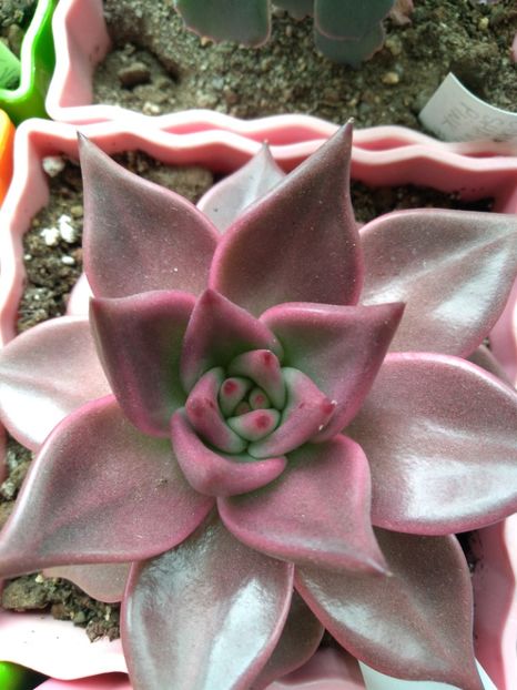  - Echeveria si alte suculente asemanatoare