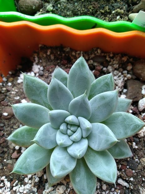  - Echeveria si alte suculente asemanatoare
