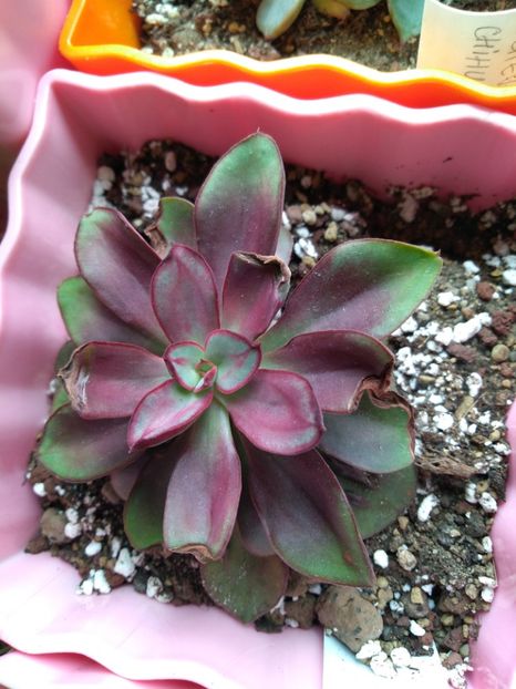  - Echeveria si alte suculente asemanatoare