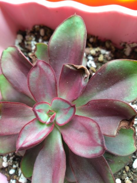  - Echeveria si alte suculente asemanatoare