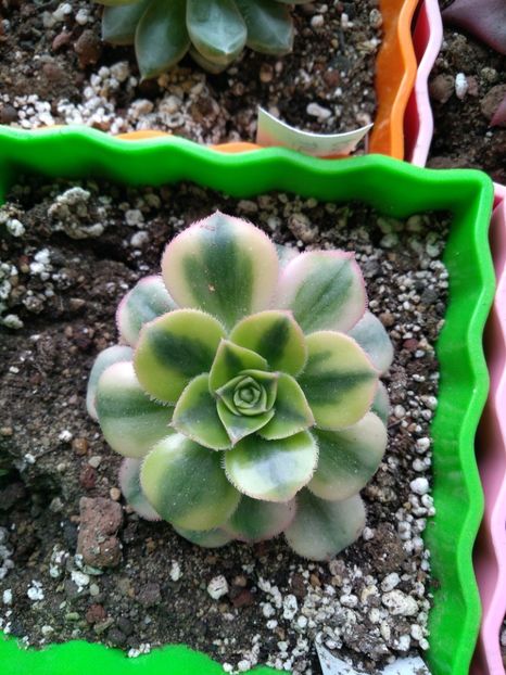  - Echeveria si alte suculente asemanatoare