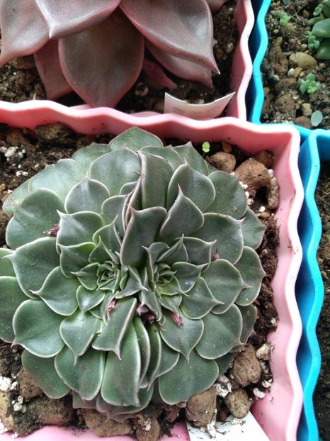  - Echeveria si alte suculente asemanatoare