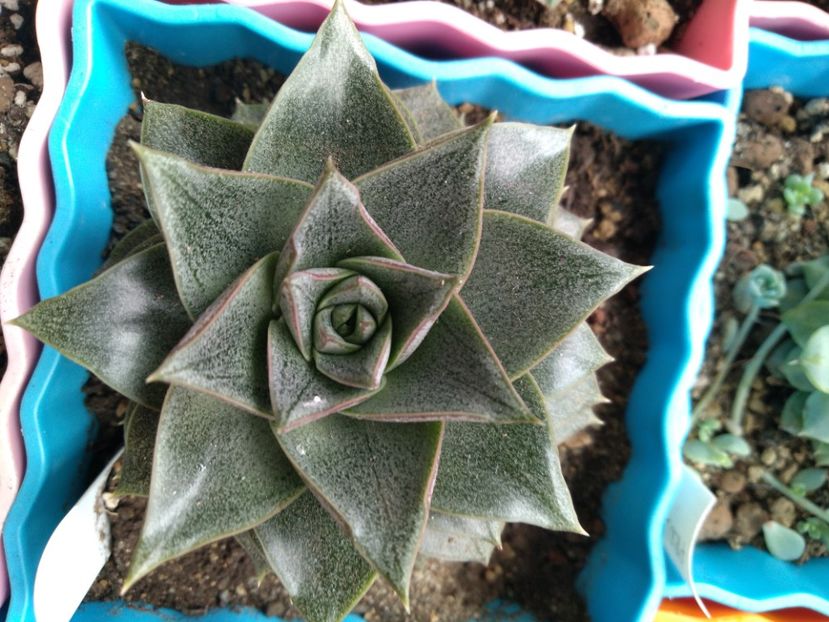  - Echeveria si alte suculente asemanatoare