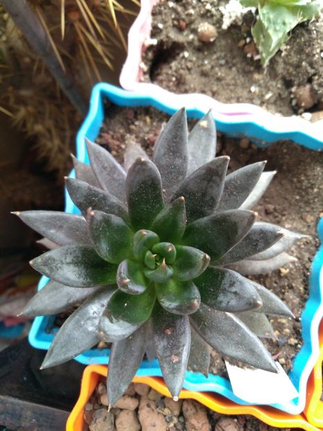  - Echeveria si alte suculente asemanatoare