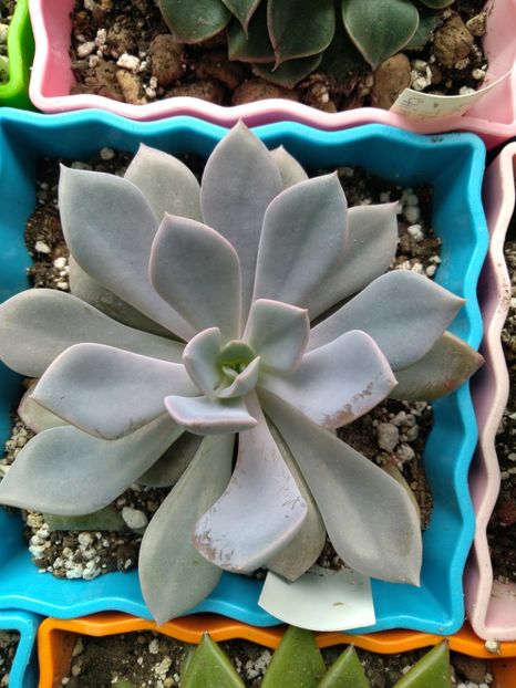  - Echeveria si alte suculente asemanatoare