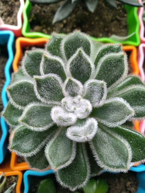  - Echeveria si alte suculente asemanatoare
