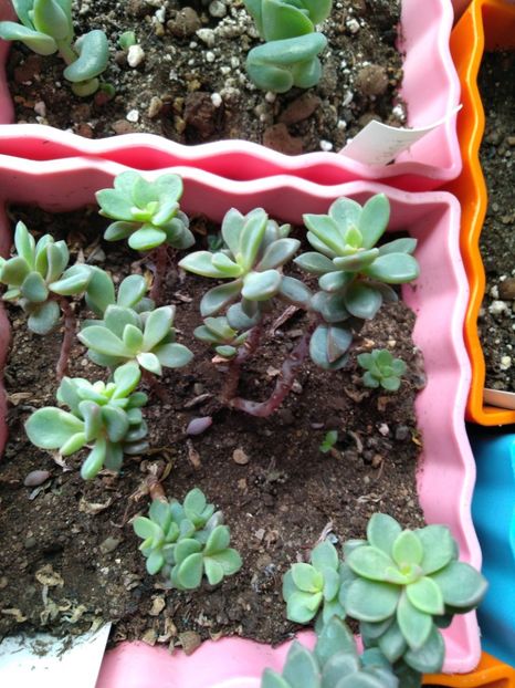 - Echeveria si alte suculente asemanatoare