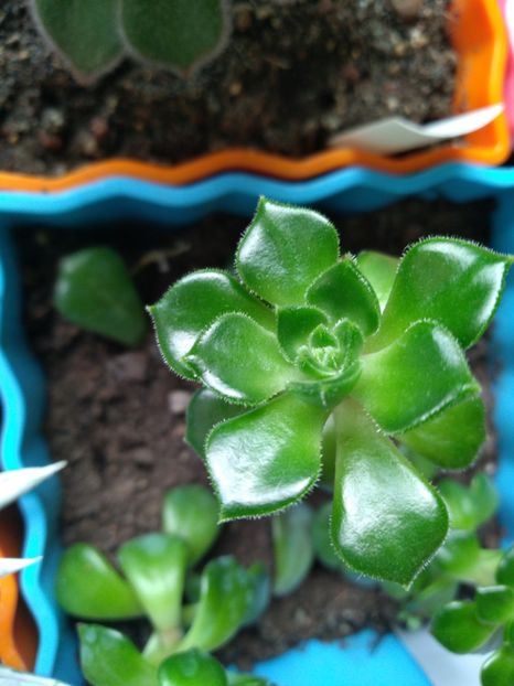  - Echeveria si alte suculente asemanatoare