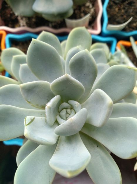  - Echeveria si alte suculente asemanatoare