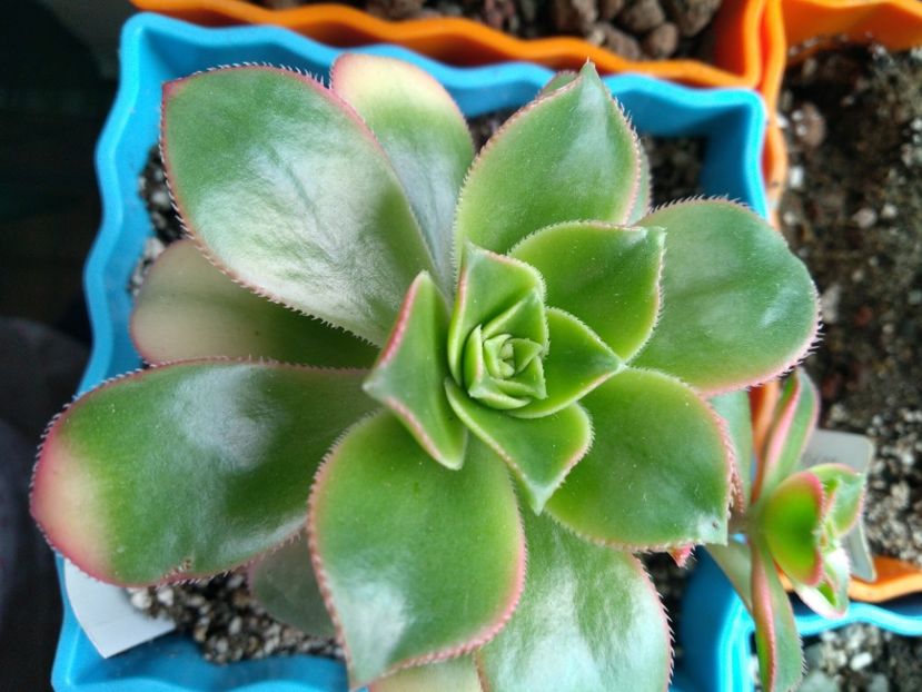  - Echeveria si alte suculente asemanatoare