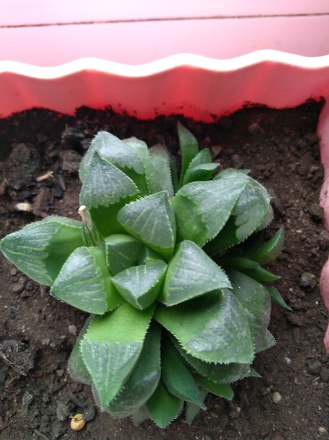  - Haworthia