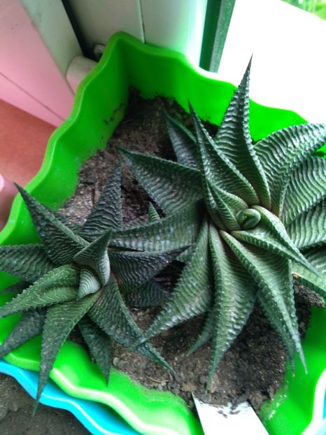  - Haworthia