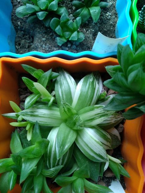  - Haworthia