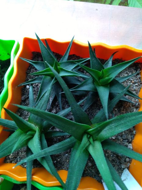  - Haworthia