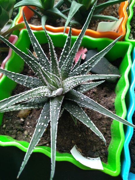  - Haworthia