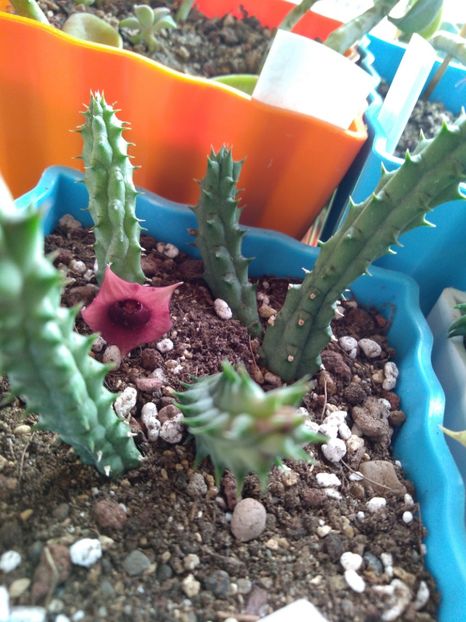  - Stapelia-Orbea-Huernia
