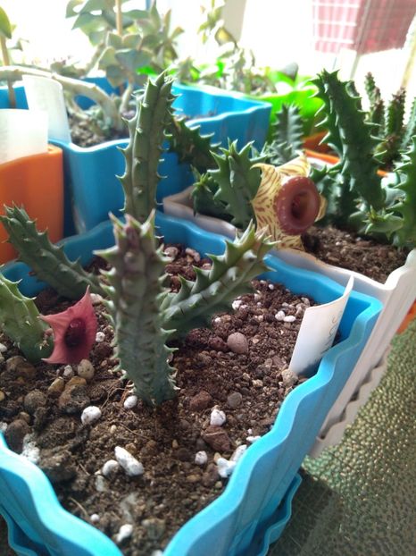  - Stapelia-Orbea-Huernia