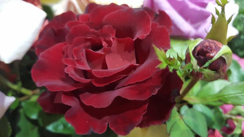 HOMMAGE_A_BARBARA__64235.1556404040.1280.1280 - HOMMAGE A BARBARA