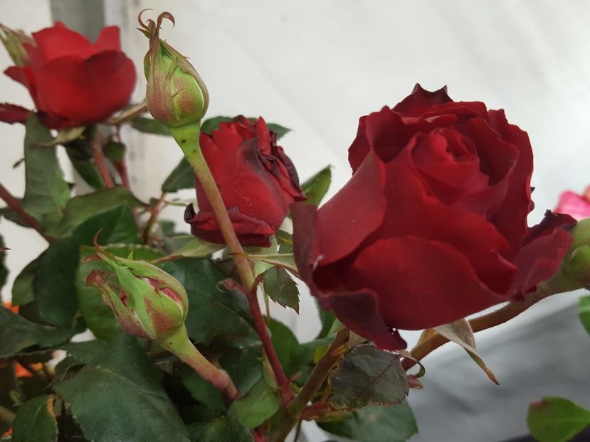 HOMMAGE_A_BARBARA_SUPERB_SHOT_-_Copy__93108.1493462697.1280.1280 - HOMMAGE A BARBARA