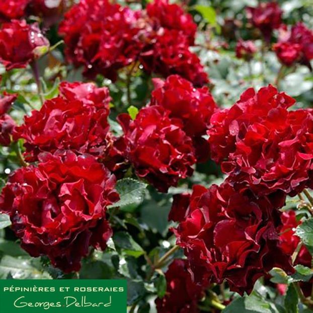 hommage-r-barbara-z-delchifrou-edelrose_9 - HOMMAGE A BARBARA