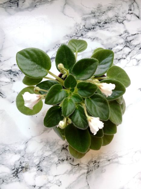 2 iunie 2019 - Alan s White Feather