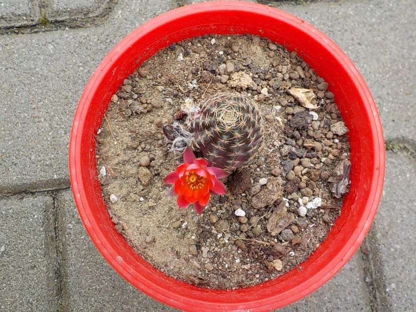  - rebutia pygmea 2019