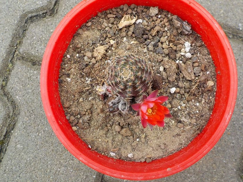  - rebutia pygmea 2019