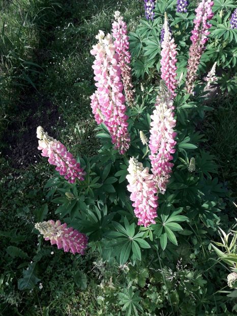  - AAAAA_LUPIN 2015_2017_2018_2019_2020