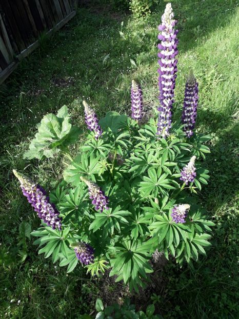  - AAAAA_LUPIN 2015_2017_2018_2019_2020