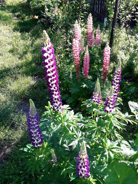  - AAAAA_LUPIN 2015_2017_2018_2019_2020