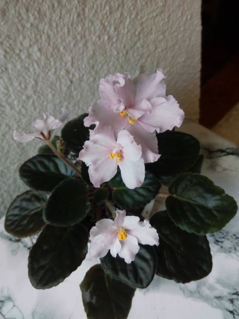 2 iunie 2019 - ZZZ___Deo Iulian