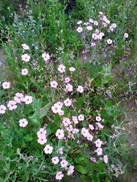  - curtea cu toate cele 2019