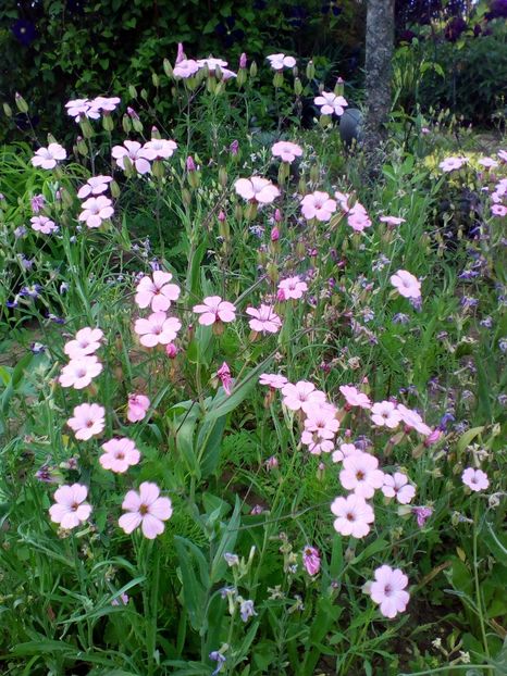  - curtea cu toate cele 2019