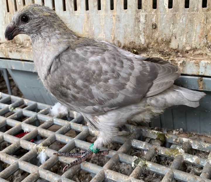 C27E3BDD-ADB7-4133-BFE2-423931B260C7 - Matca