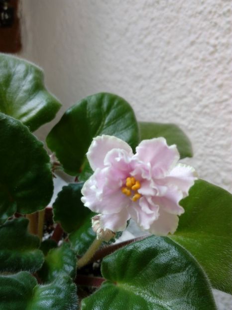 2 iunie 2019 - ZZZ ____EK Lubasha OUT