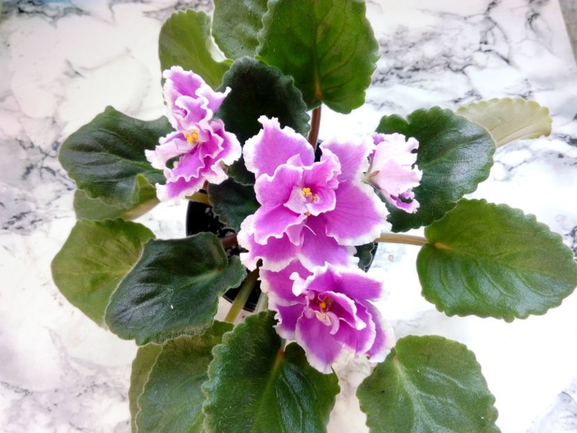 2 iunie 2019 - EK Russkaya Krasavitsa