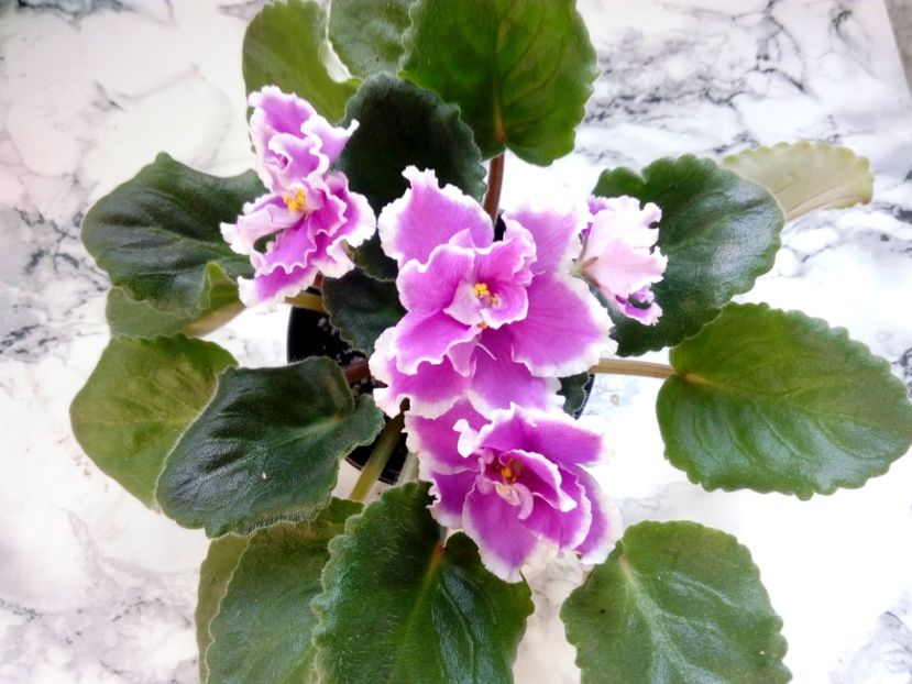 2 iunie 2019 - EK Russkaya Krasavitsa