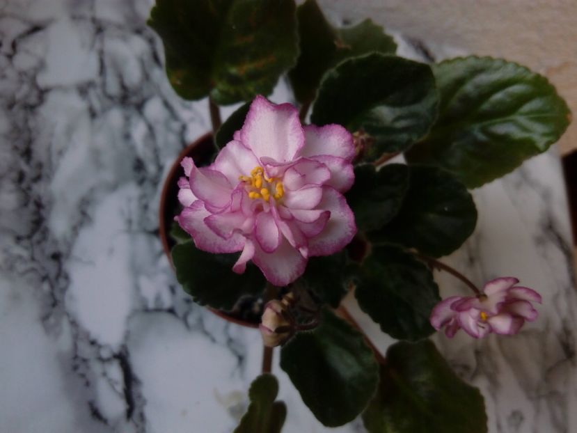 2 iunie 2019 - ZZZ___Ian Menuet