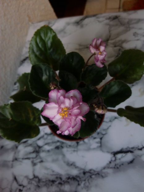 2 iunie 2019 - ZZZ___Ian Menuet