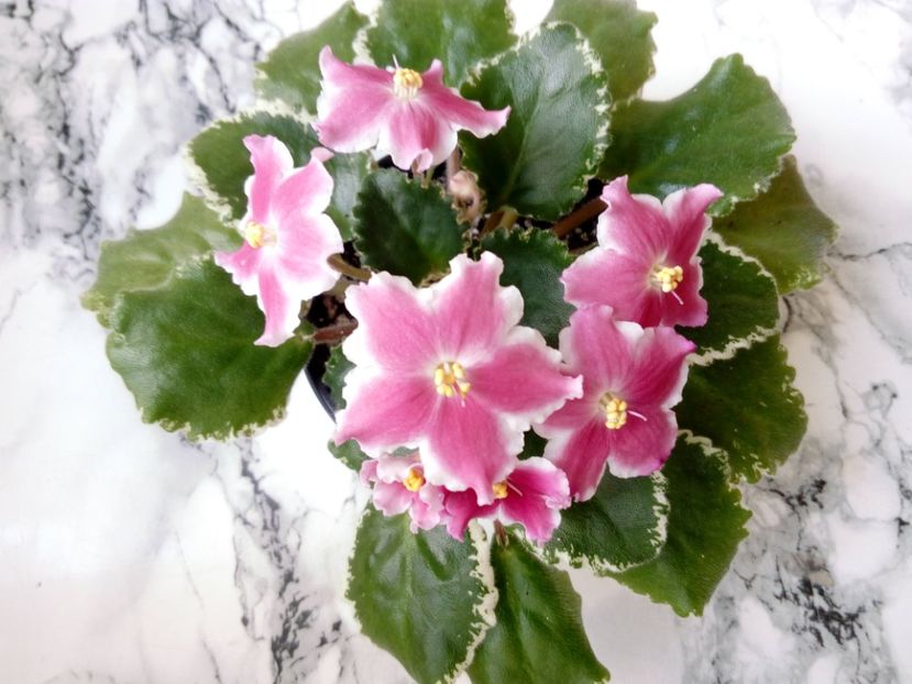 2 iunie 2019 - ZzZ_LE Karusel